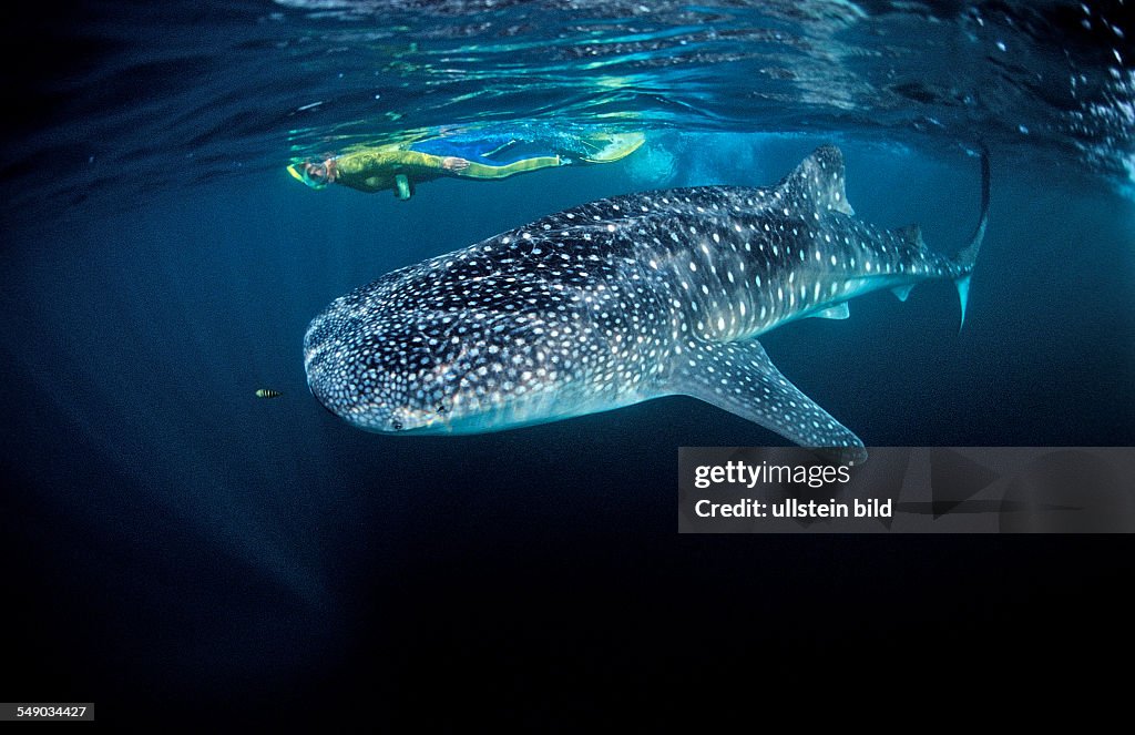 Female snorkeler swims with Whale shark, Rhincodon thypus, Djibouti, Djibuti, Africa, Afar Triangle, Gulf of Aden, Gulf of Tadjourah