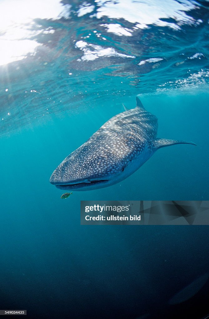 Whale shark, Rhincodon thypus, Djibouti, Djibuti, Africa, Afar Triangle, Gulf of Aden, Gulf of Tadjourah