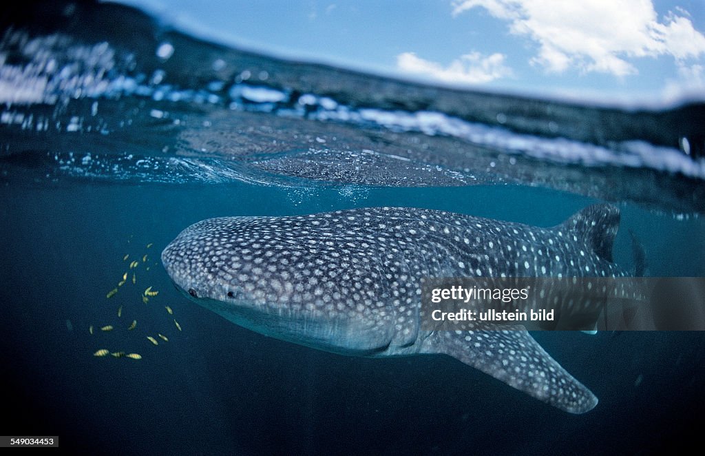 Whale shark, Rhincodon thypus, Djibouti, Djibuti, Africa, Afar Triangle, Gulf of Aden, Gulf of Tadjourah