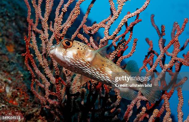 Balloonfish, Diodon holocanthus , Mexico, Sea of Cortez, Baja California, La Paz