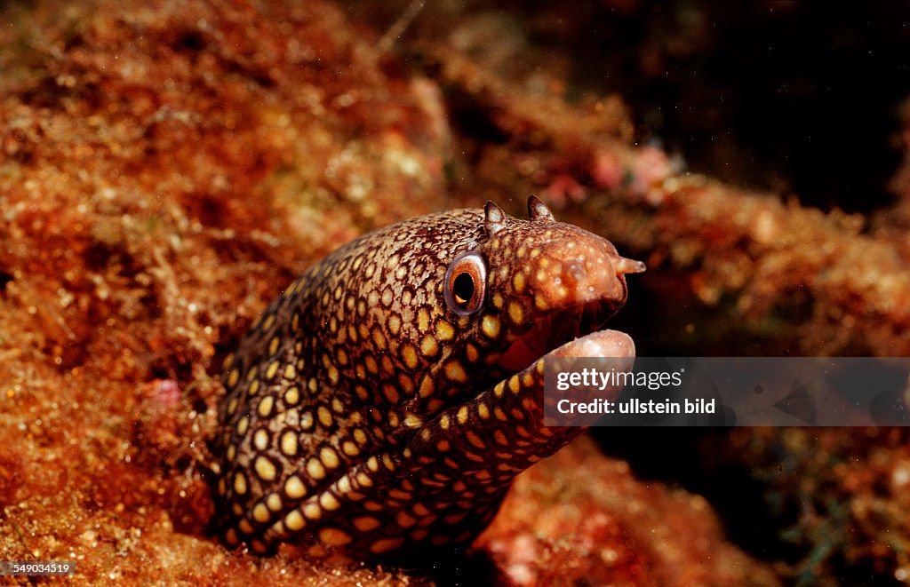 Jewel Moray Eel, Muraena lentiginosa, Mexico, Sea of Cortez, Baja California, La Paz