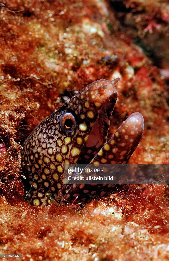 Jewel Moray Eel, Muraena lentiginosa, Mexico, Sea of Cortez, Baja California, La Paz