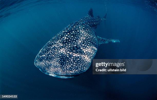 Whale shark, Rhincodon thypus, Djibouti, Djibuti, Africa, Afar Triangle, Gulf of Aden, Gulf of Tadjourah