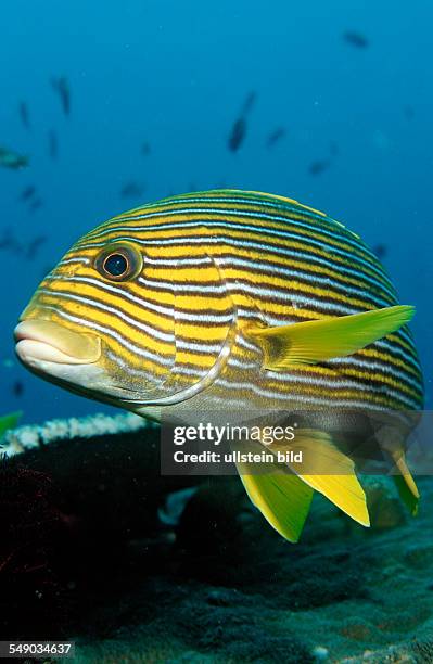 Yellow-ribbon sweetlips, Plectohinchus polytaenia, Bali, Indian Ocean, Indonesia