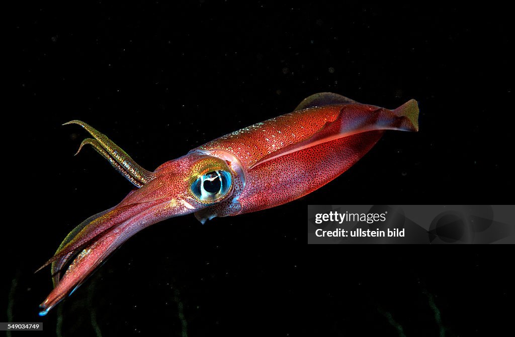 Reef squid at night, Sepioteuthis lessoniana, Bali, Indian Ocean, Indonesia