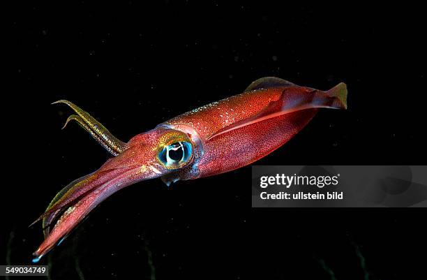 Reef squid at night, Sepioteuthis lessoniana, Bali, Indian Ocean, Indonesia