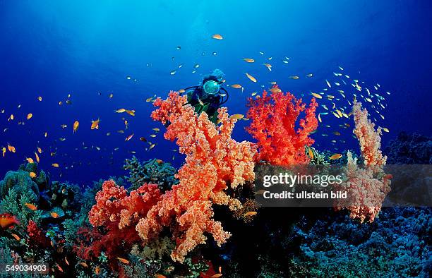 Scuba diver and colorful coral reef, Egypt, Africa, Sinai, Nuweiba, Red Sea