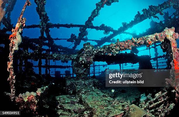Scuba diver diving on Umbria shipwreck, Sudan, Africa, Red Sea, Wingate Reef