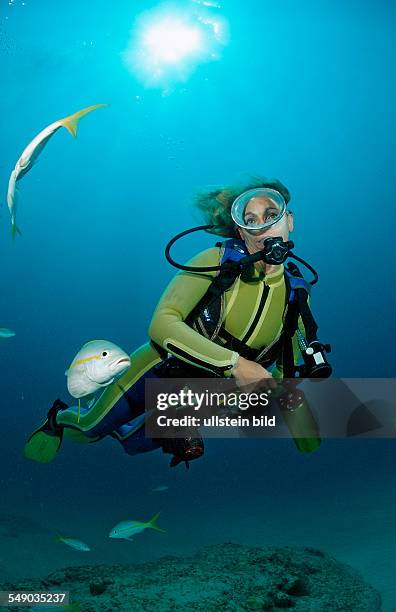 Yellowtail snapper and scuba diver, Ocyurus chrysurus, Punta Cana, Caribbean Sea, Dominican Republic