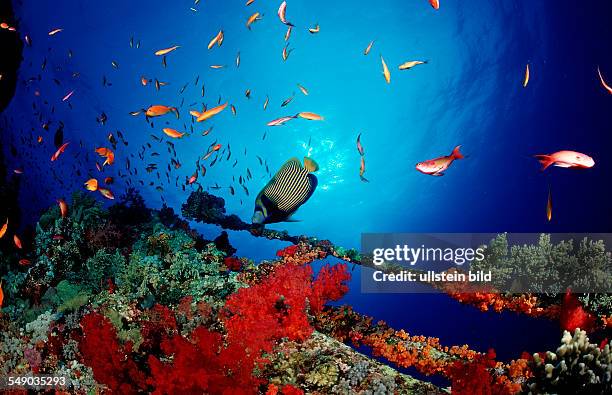 Emperor angelfish, Pomacanthus imperator, Egypt, Africa, Red Sea