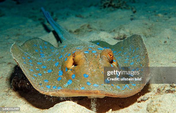 Bluespotted ribbontail ray, Taeniura lymma, Sudan, Africa, Red Sea