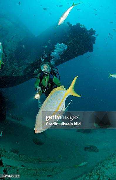 Yellowtail snapper and scuba diver, Ocyurus chrysurus, Punta Cana, Caribbean Sea, Dominican Republic