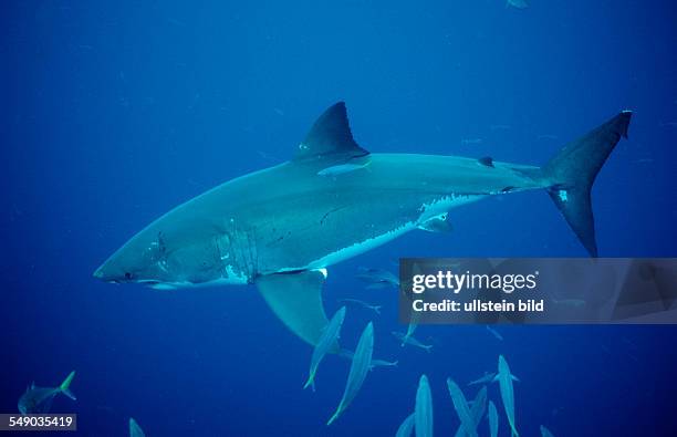 Great White Shark, Carcharodon carcharias, Australia, Dangerous Reef, Neptune Island