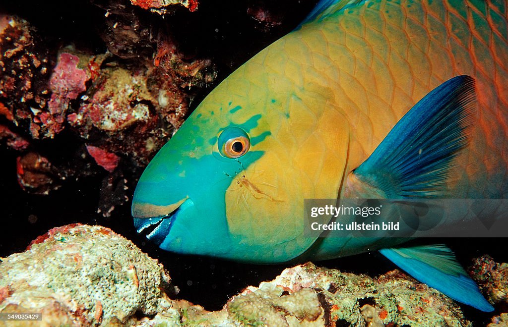 Greentroat parrotfishes, Scarus prasiognathos, Sudan, Africa, Red Sea