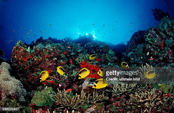 Racoon Butterflyfishes and Coral reef, Chaetodon fasciatus, Sudan, Africa, Red Sea
