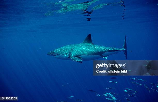 Great White Shark, Carcharodon carcharias, Australia, Dangerous Reef, Neptune Island