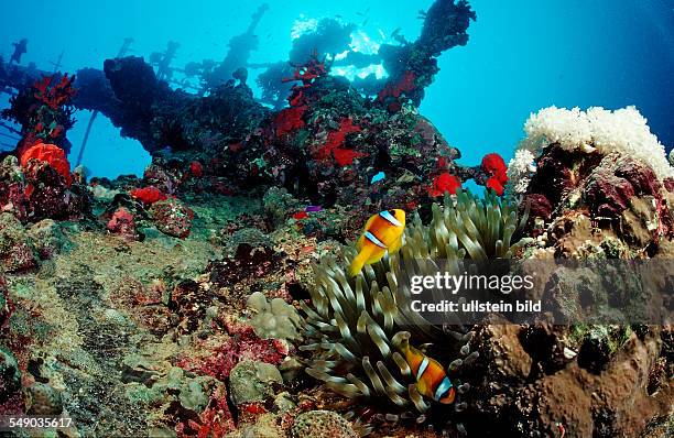 Twobar anemone fish on Umbria shipwreck, Amphiprion bicinctus, Sudan, Africa, Red Sea, Wingate Reef