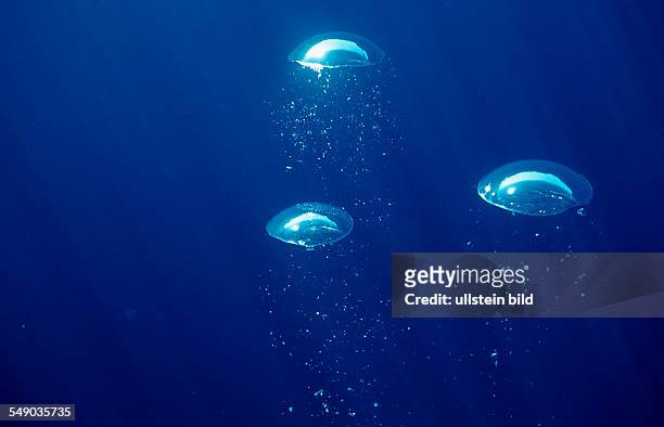 Air bubbles rising underwater, Mexico, Sea of Cortez, Baja California, La Paz