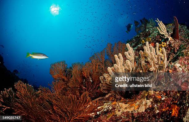 Colorful coral reef, Mexico, Sea of Cortez, Baja California, La Paz