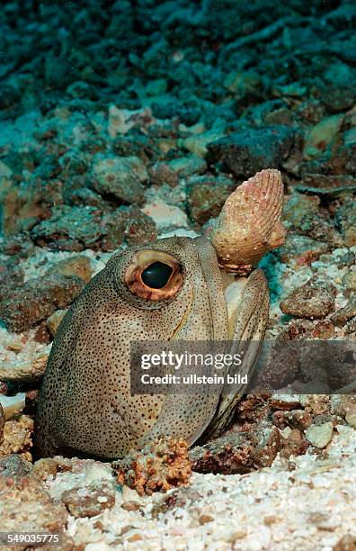 Giant jawfish digging hole, Opistognathus rhomaleus, Mexico, Sea of Cortez, Baja California, La Paz