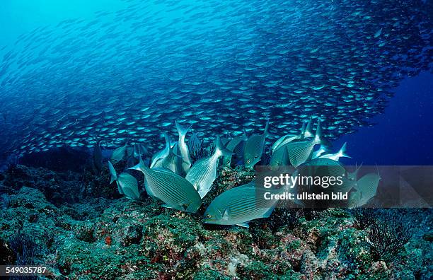 Rabbitfish and Pacific chub mackerel, Siganus sp., Macarela estornino, Scomber japonicus, Mexico, Sea of Cortez, Baja California, La Paz