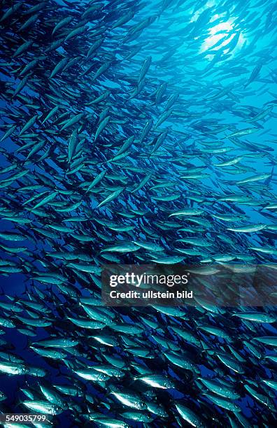 Schooling Pacific chub mackerel, Macarela estornino, Scomber japonicus, Mexico, Sea of Cortez, Baja California, La Paz