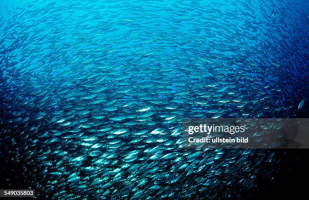 Schooling Pacific chub mackerel, Macarela estornino, Scomber japonicus, Mexico, Sea of Cortez, Baja California, La Paz