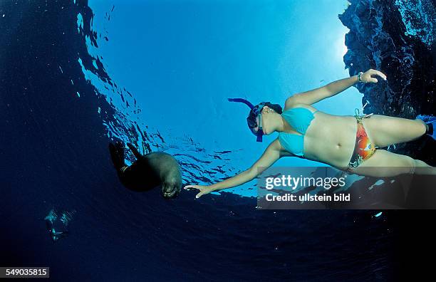 Californian Sea Lion and scin diver, Zalophus californianus, Mexico, Sea of Cortez, Baja California, La Paz