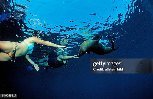 Californian Sea Lion and scin diver, Zalophus californianus, Mexico, Sea of Cortez, Baja California, La Paz