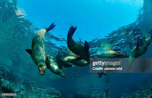 Group of Californian Sea Lion, Zalophus californianus, Mexico, Sea of Cortez, Baja California, La Paz