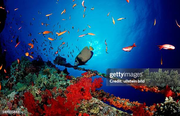 Emperor angelfish, Pomacanthus imperator, Egypt, Africa, Red Sea