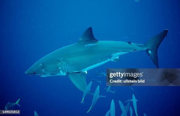 Great White Shark, Carcharodon carcharias, Australia, Dangerous Reef, Neptune Island