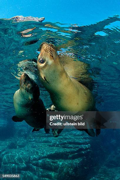 Californian Sea Lion, Zalophus californianus, Mexico, Sea of Cortez, Baja California, La Paz