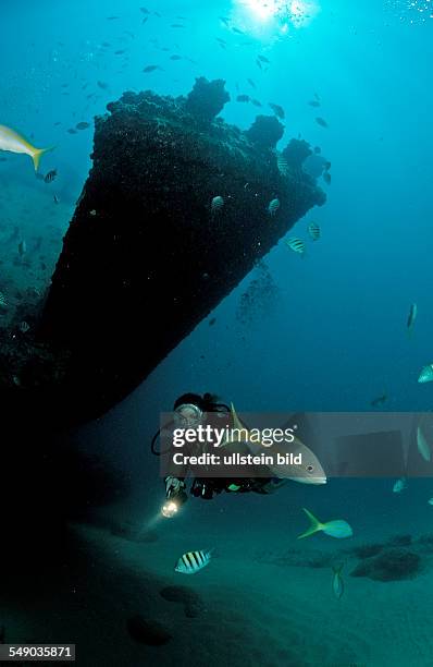 Yellowtail snapper and scuba diver, Ocyurus chrysurus, Punta Cana, Caribbean Sea, Dominican Republic