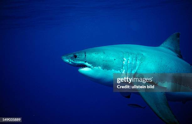 Great White Shark, Carcharodon carcharias, USA, California, Pacific Ocean, Farallon Island, San Francisco Bay