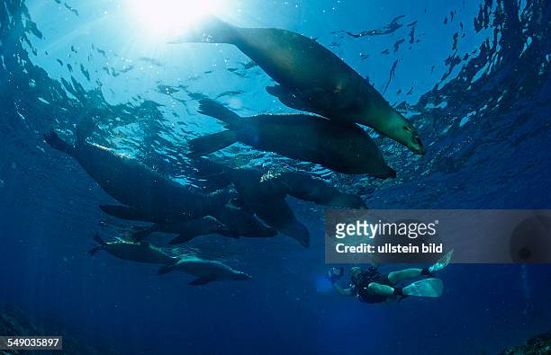 Group of Californian Sea Lion, Zalophus californianus, USA, California, Pacific Ocean
