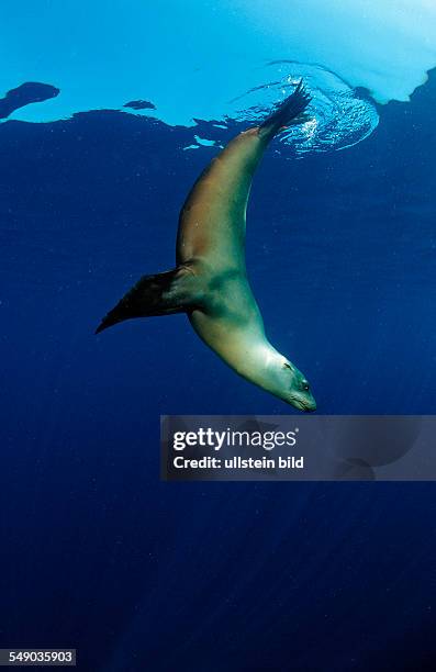 Group of Californian Sea Lion, Zalophus californianus, USA, California, Pacific Ocean