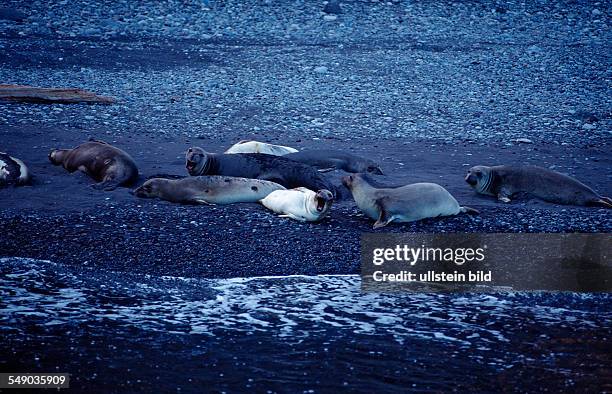 Northern elephant seal, Mirounga angustirostris, Mexico, Pacific ocean, Guadalupe