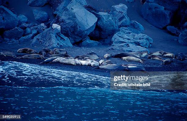 Northern elephant seal, Mirounga angustirostris, Mexico, Pacific ocean, Guadalupe