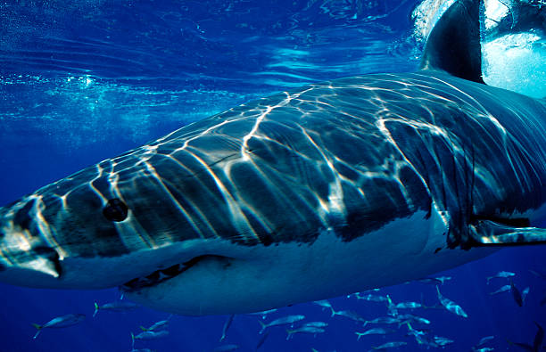 Great White Shark, Carcharodon carcharias, Mexico, Pacific ocean, Guadalupe