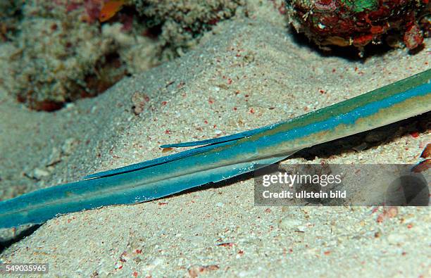 Spine of a Bluespotted ribbontail ray, Taeniura lymma, Sudan, Africa, Red Sea