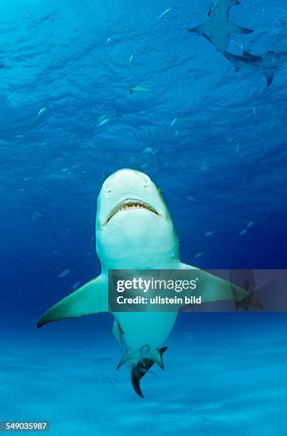 Lemon Shark, Negaprion brevirostris, Bahamas, Grand Bahama Island, Atlantic Ocean