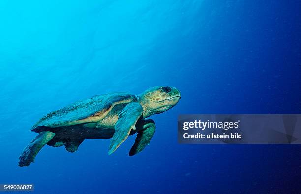 Loggerhead turtle, Caretta caretta, Netherlands Antilles, Bonaire, Caribbean Sea