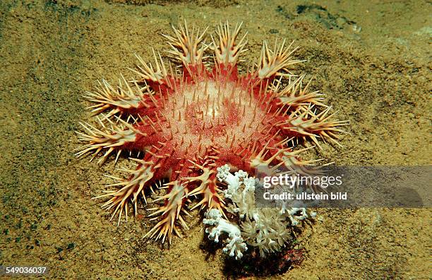 Crown-of-thorns Starfish feeding on coral, Acanthaster planci, Sudan, Africa, Red Sea