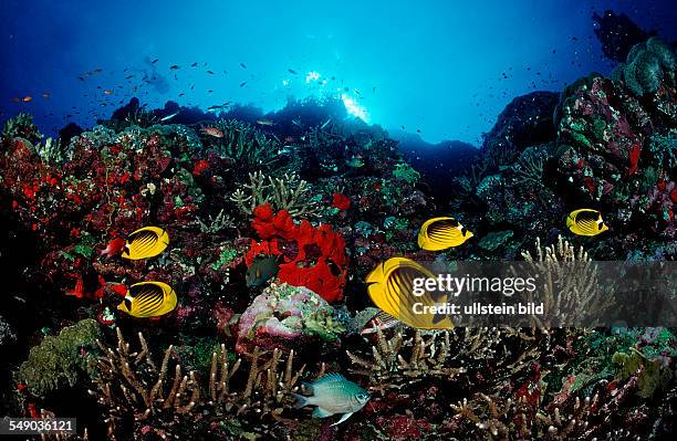 Racoon Butterflyfishes and Coral reef, Chaetodon fasciatus, Sudan, Africa, Red Sea