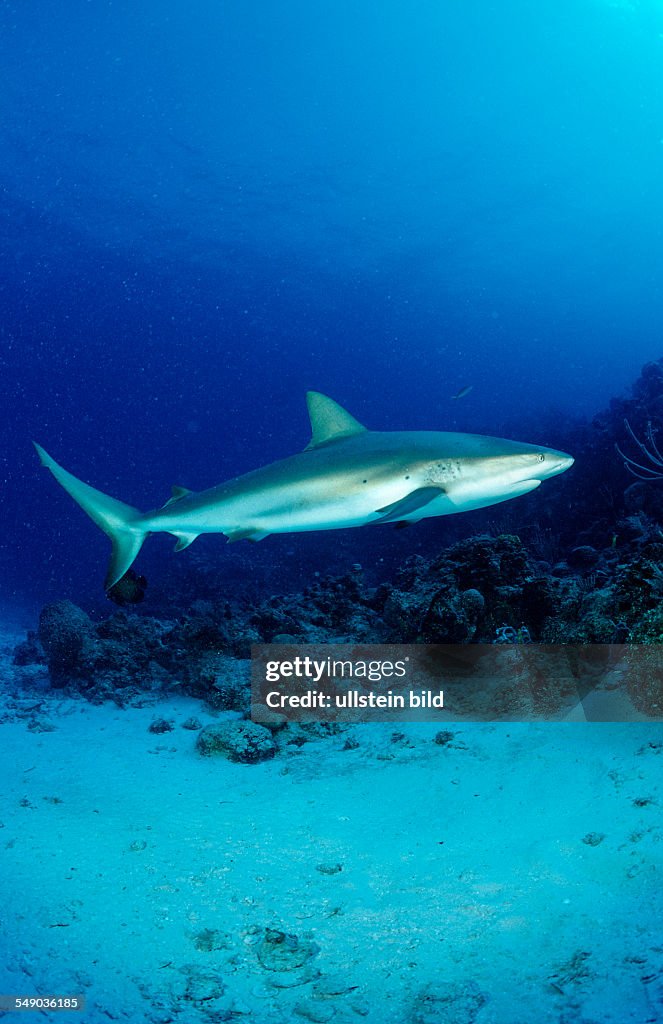 Caribbean reef shark, Carcharhinus perezi, Bahamas, Atlantic Ocean