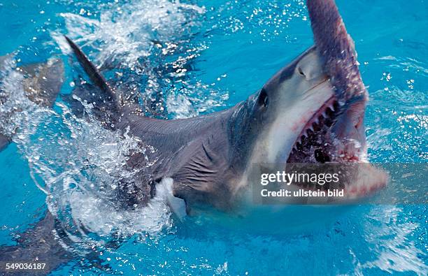 Biting Lemon Shark on the surface, Negaprion brevirostris, Bahamas, Atlantic Ocean