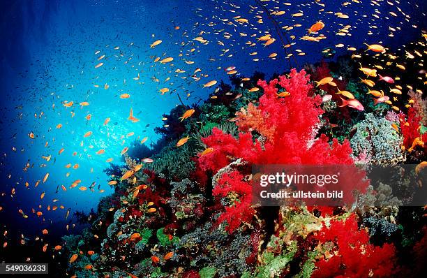 John Riffe Gradient 17 John Riffe Photos & High Res Pictures - Getty Images