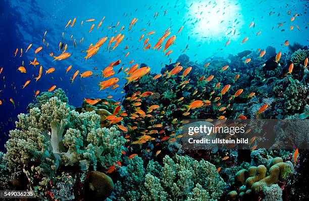 John Riffe Gradient John Riffe Photos and Premium High Res Pictures - Getty Images