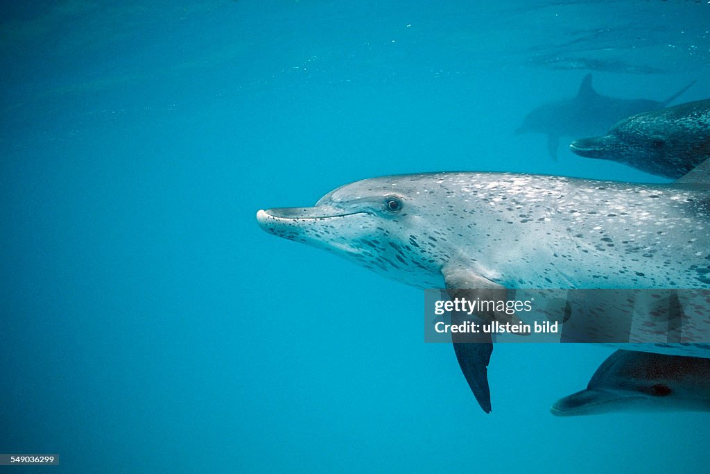Atlantic spotted dolphin, Stenella frontalis, USA, FL, Florida, Atlantic Ocean